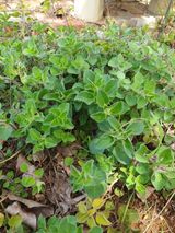 팜모닝 기타작물·자유게시판 게시글 이미지