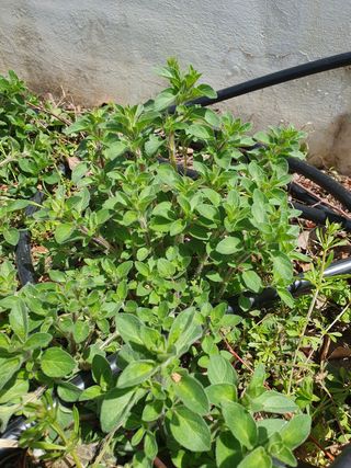 퇴근농님의 기타작물 · 자유게시판 작성글 사진