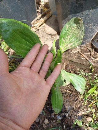 알 수 없음님의 기타작물 · 자유게시판 작성글 사진