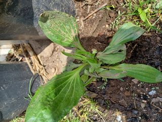 알 수 없음님의 기타작물 · 자유게시판 작성글 사진
