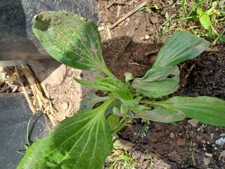 알 수 없음님의 기타작물 · 자유게시판 작성글 사진