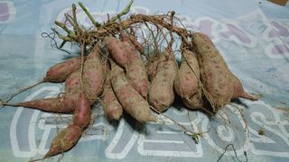 구곡리님의 고구마 · 자유게시판 작성글 사진