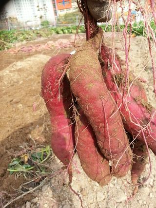 김근수님의 고구마 · 자유게시판 작성글 사진