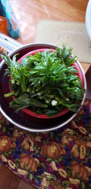 초원농원님의 두릅 · 일상 작성글 사진