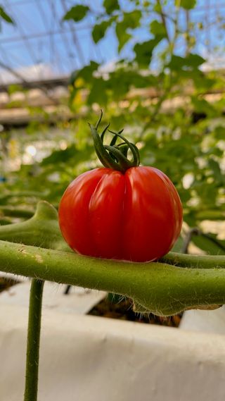 박정현님의 토마토 · 일상 작성글 사진