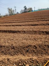 팜모닝 기타작물·자유게시판 게시글 이미지