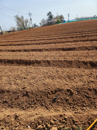 it농부님의 기타작물 · 자유게시판 작성글 사진