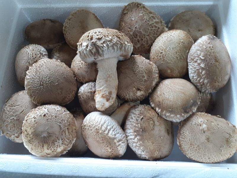 장터 상품 [송화고버섯1kg] 썸네일