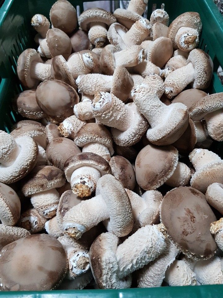 김채은님의 장터 판매 상품 [송화고버섯1kg] 첨부 사진