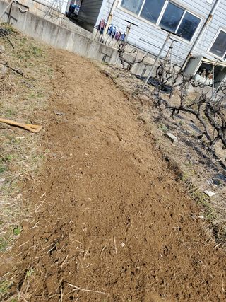 윤근순님의 고추 · 일상 작성글 사진