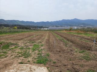 포항태추감님의 감 · 자유게시판 작성글 사진