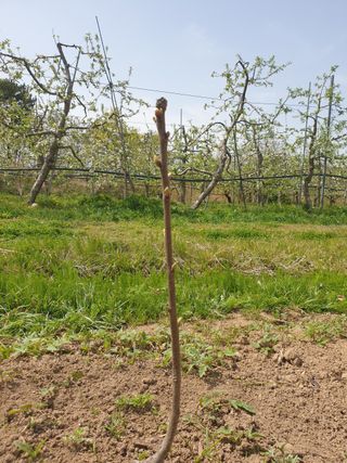 포항태추감님의 감 · 자유게시판 작성글 사진