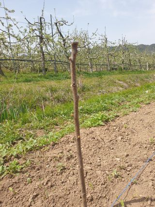 포항태추감님의 감 · 자유게시판 작성글 사진