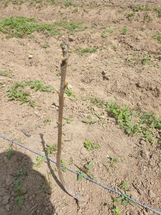 포항태추감님의 감 · 자유게시판 작성글 사진