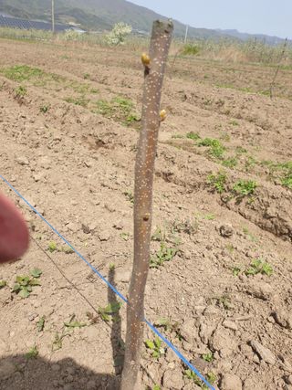 포항태추감님의 감 · 자유게시판 작성글 사진