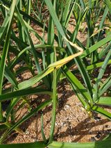 팜모닝 마늘·마늘 쪽 비대기 게시글 이미지