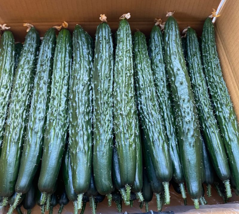 이제희님의 장터 판매 상품 [가시오이 10kg] 첨부 사진