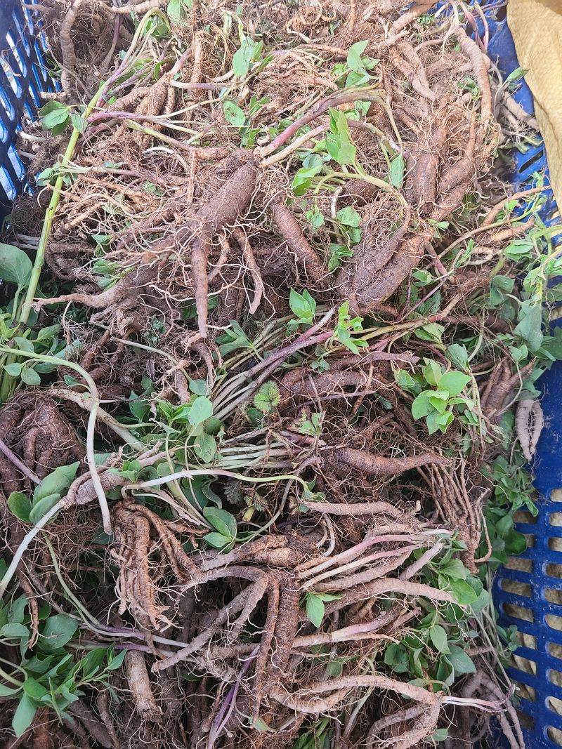 전재문님의 장터 판매 상품 [도라지 팝니다(특별주문만받습니다 -톤단위)] 첨부 사진