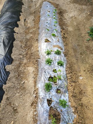 짱순이연속8월출석왕님의 상추 · 자유게시판 작성글 사진