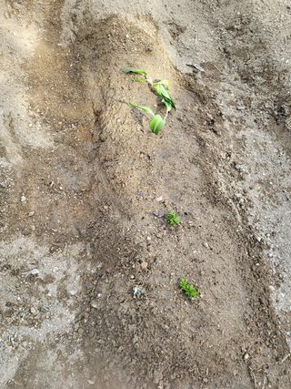 짱순이연속8월출석왕님의 기타작물 · 자유게시판 작성글 사진