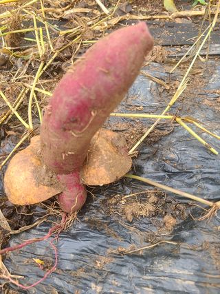 카리마님의 자유주제 · 자유게시판 작성글 사진