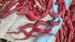 카리마님의 자유주제 · 자유게시판 작성글 사진