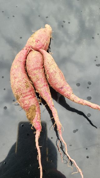 카리마님의 자유주제 · 자유게시판 작성글 사진