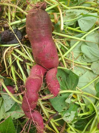 카리마님의 자유주제 · 자유게시판 작성글 사진