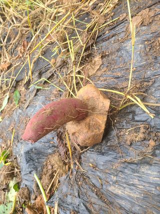 카리마님의 자유주제 · 자유게시판 작성글 사진