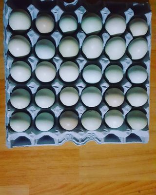  청계유정란 박진균님의 우리동네 · 무료나눔 작성글 사진