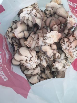 한농농약종묘사님의 버섯 · 일상 작성글 사진