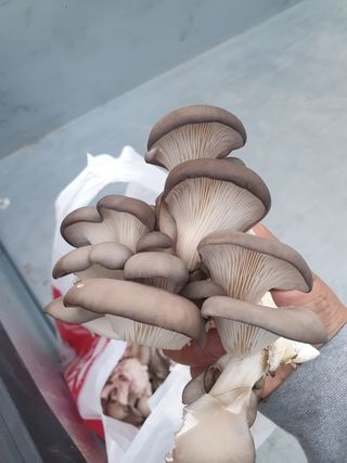 한농농약종묘사님의 버섯 · 일상 작성글 사진