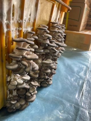 한농농약종묘사님의 버섯 · 일상 작성글 사진