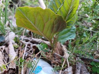 알 수 없음님의 기타작물 · 자유게시판 작성글 사진