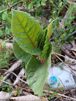 알 수 없음님의 기타작물 · 자유게시판 작성글 사진