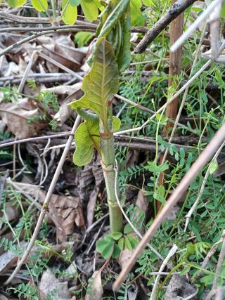 알 수 없음님의 기타작물 · 자유게시판 작성글 사진