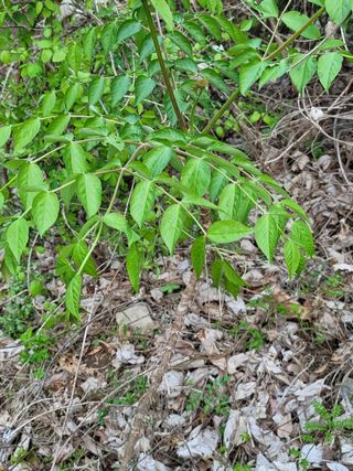최윤식님의 두릅 · 품종•종자 작성글 사진