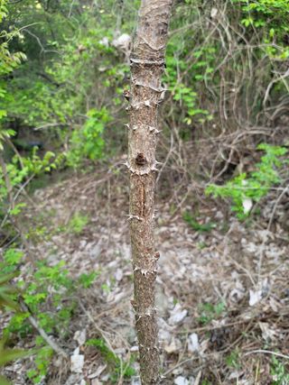 최윤식님의 두릅 · 품종•종자 작성글 사진