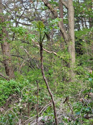 최윤식님의 두릅 · 품종•종자 작성글 사진