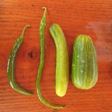 팜모닝 자유주제·자유게시판 게시글 이미지