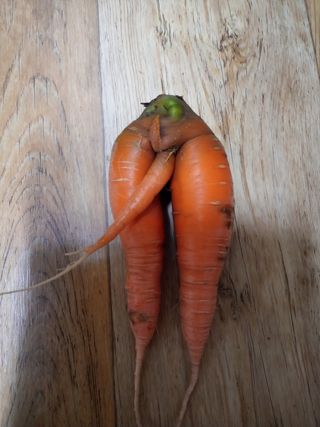 주말 텃밭 농부님의 기타작물 · 자유게시판 작성글 사진