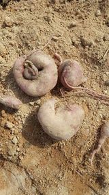 팜모닝 자유주제·자유게시판 게시글 이미지