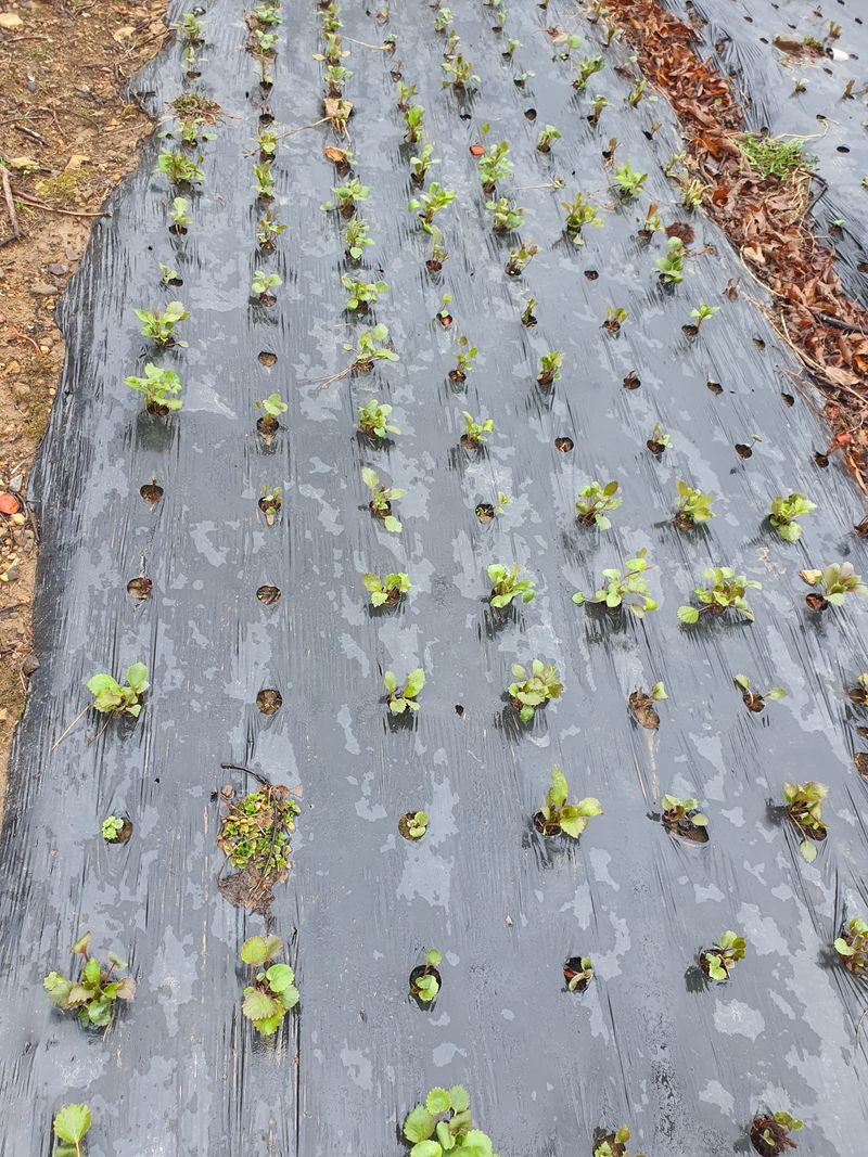 장터 상품 [명이 나 물 1kg] 썸네일