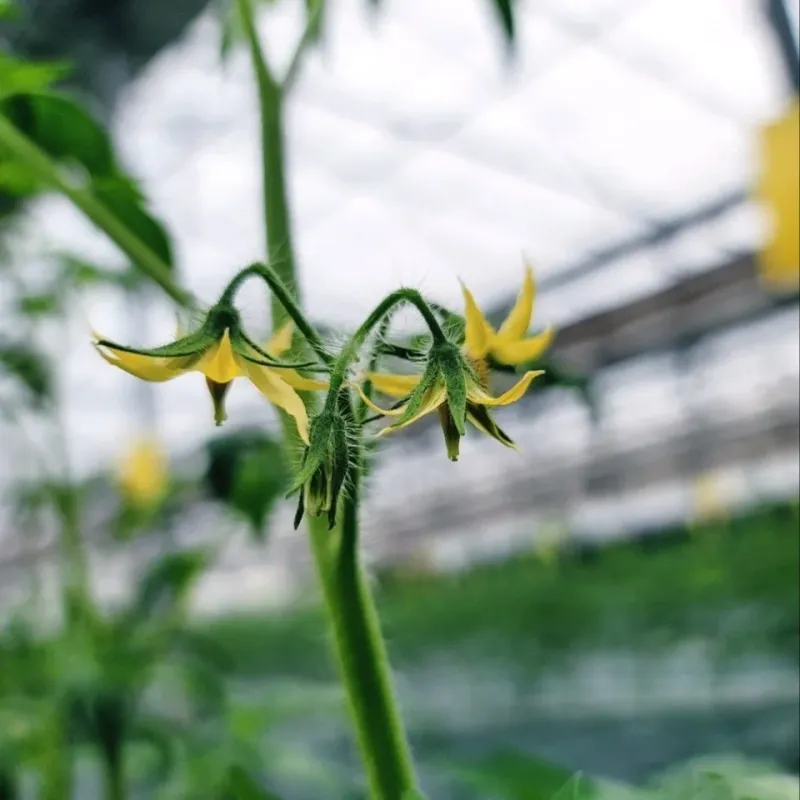김지연님의 장터 판매 상품 [짭짤이 토마토 홍과 2.5kg (붉은 빛이 도는)] 첨부 사진