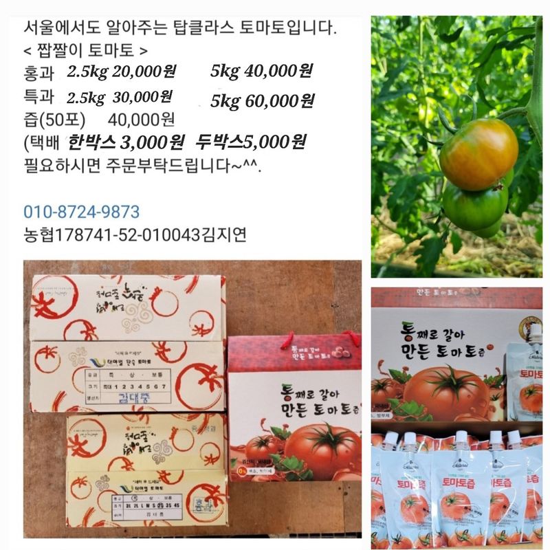 김지연님의 장터 판매 상품 [짭짤이 토마토 홍과 2.5kg (붉은 빛이 도는)] 첨부 사진