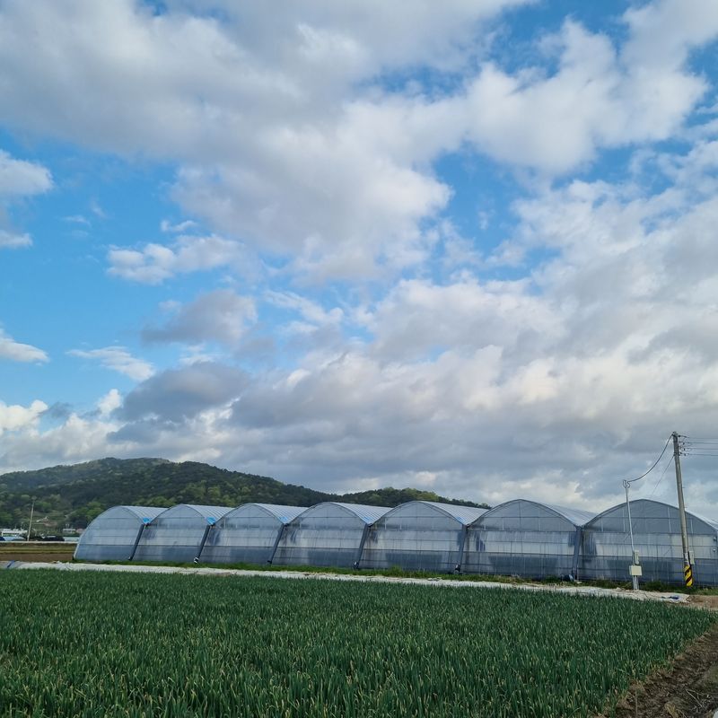 김지연님의 장터 판매 상품 [짭짤이 토마토 홍과 2.5kg (붉은 빛이 도는)] 첨부 사진
