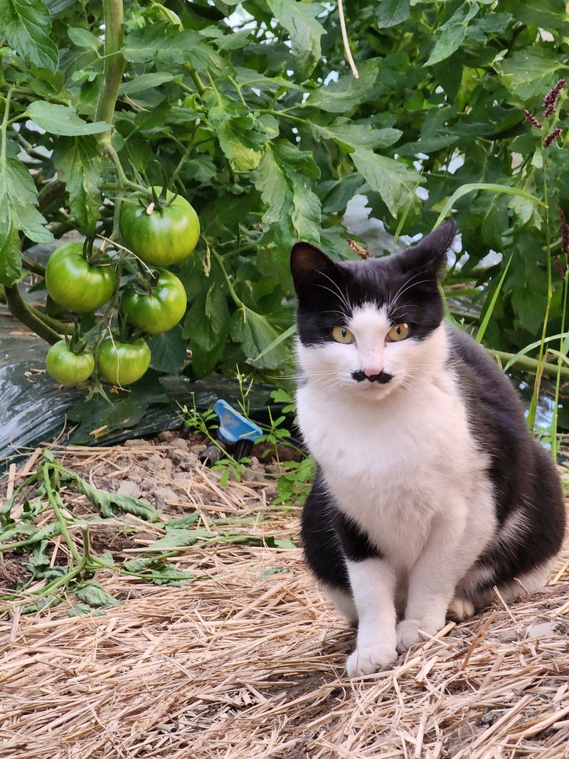 김지연님의 장터 판매 상품 [짭짤이 토마토 홍과 2.5kg (붉은 빛이 도는)] 첨부 사진