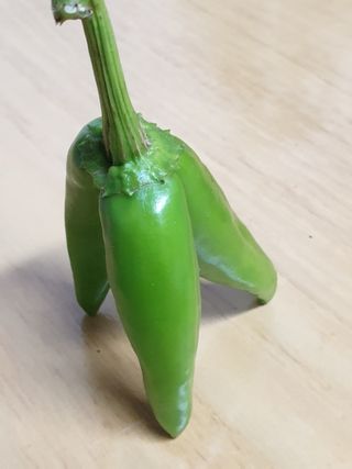 연동연님의 고추 · 일상 작성글 사진