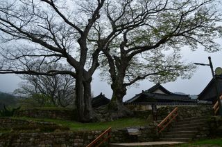 산 아래님의 마늘 · 일상 작성글 사진