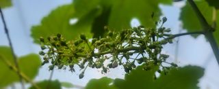 진잠농원님의 포도 · 자유게시판 작성글 사진